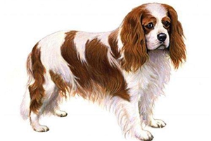 西班牙小猎犬幼犬怎么喂养