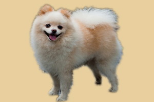 博美狗狗怎么养