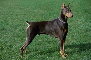 养杜宾犬需要注意什么