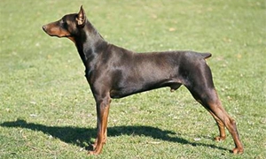 杜宾犬的性格怎么样