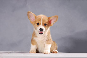 柯基犬怎么看品相