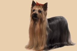 什么狗最干净最好养 最好养的狗是什么