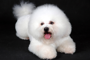 比熊狗剪毛方法是什么