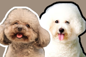 贵宾犬和比熊的区别是什么