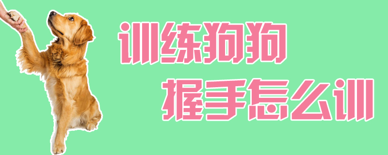 訓練狗狗握手怎麼訓