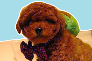 贵宾狗怎么洗澡