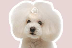 贵宾狗怎么辨别