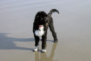 葡萄牙水犬如何辨别