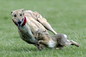 惠比特犬特点是什么