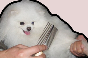 博美犬如何梳毛