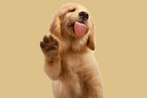 如何判断狗狗年龄