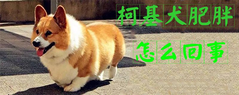 柯基犬肥胖怎么回事1