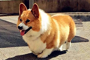 柯基犬怎么看纯不纯