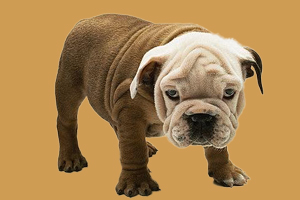 英牛犬吃什么好