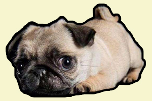 巴哥狗掉毛怎么办