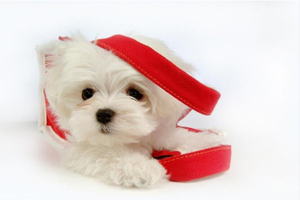 小比熊犬怎么养