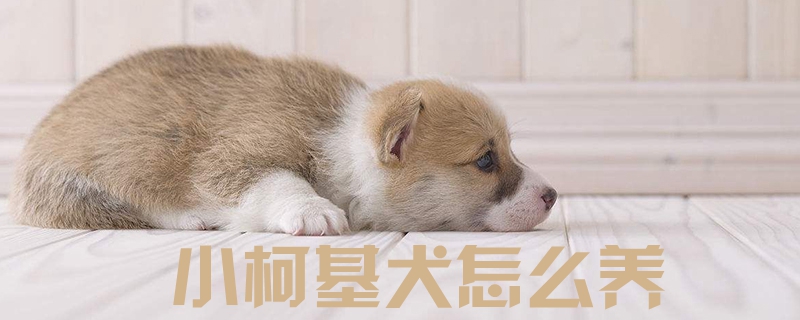 小柯基犬怎么养1