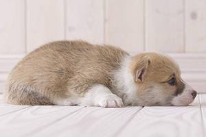 柯基犬怎么选择
