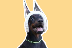 杜宾犬为什么要剪耳