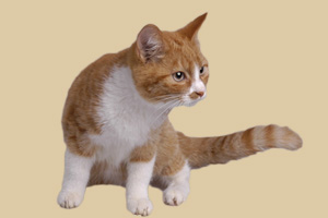 怎样驯服小野猫