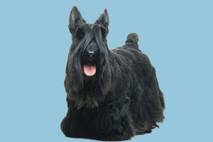 苏格兰梗的缺点是什么