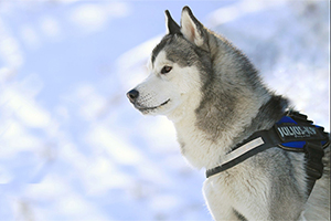 怎么辨别纯种哈士奇