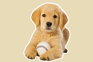 小金毛犬怎么养