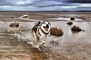 哈士奇不能吃什么食物