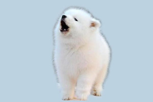 狗狗爱叫怎么办