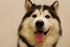 哈士奇狗粮怎么喂