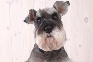 雪纳瑞性格好不好