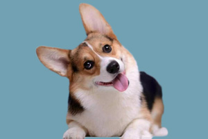 柯基纯种怎么分辨