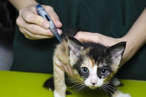 猫咪怎么量体温 猫咪量体温的方法