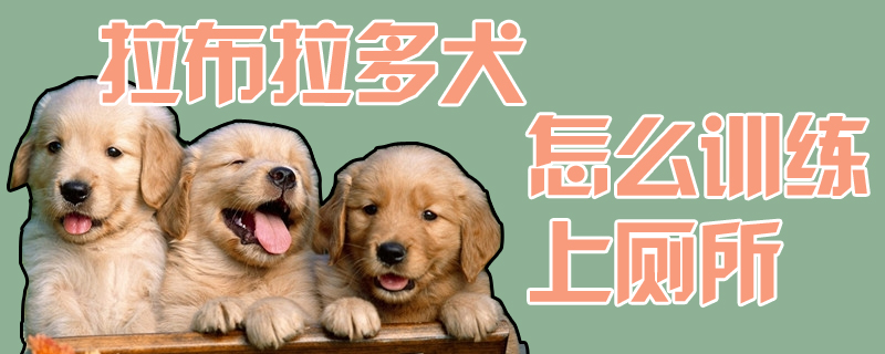 拉布拉多犬怎麼訓練上廁所