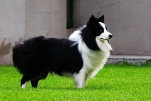 边牧犬吃什么毛色好