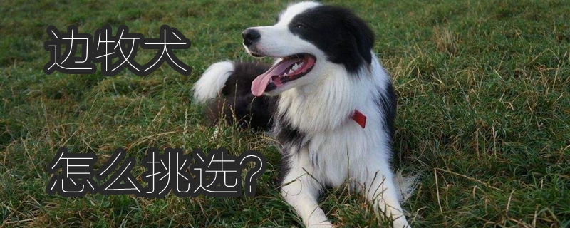 边牧犬怎么挑选