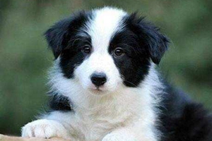 养边牧要注意什么