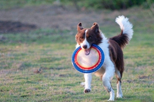 养边牧的禁忌食物有哪些