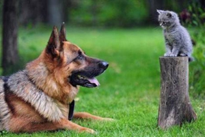 养德牧需要注意什么