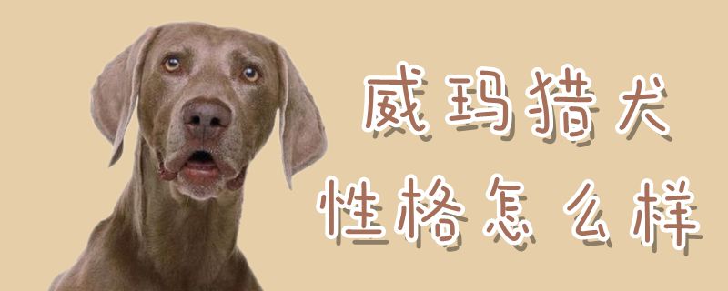 威玛猎犬性格怎么样