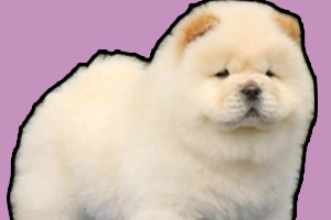 松狮犬怎么养的胖