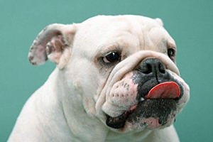 养斗牛犬注意事项有哪些