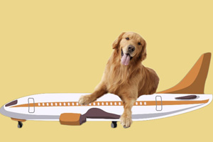 宠物航空托运的要求有哪些