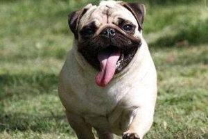 巴哥犬怎么看纯不纯