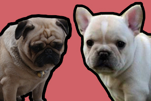 沙皮狗和斗牛犬的区别是什么