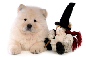 松狮狗怎么区分公母