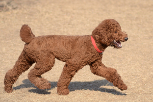巨型贵宾犬的性格怎么样
