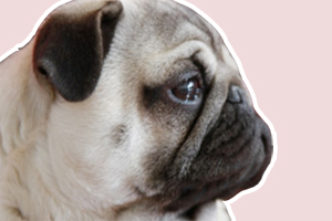 巴哥幼犬怎么看品相