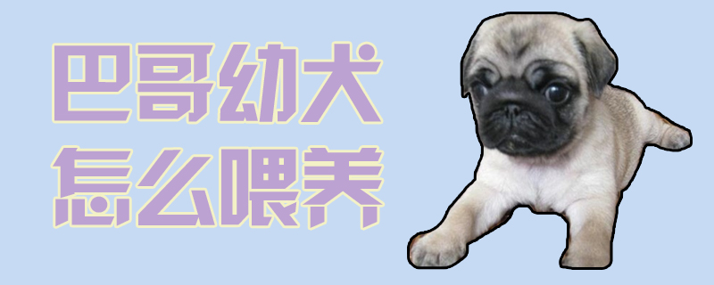 巴哥幼犬怎么喂养