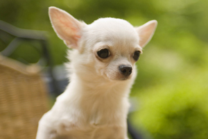 吉娃娃狗怎么养